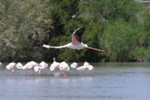 (2008-05) Voyage en Provence - La Camargue
